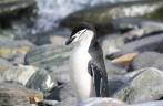 Um pinguim de barbicha (chinstrap penguin) em Elephant Island, na Antártida